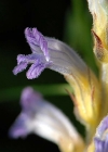 Einzelbild 8 Violetter Würger - Orobanche purpurea