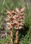 Einzelbild 6 Thymian-Würger - Orobanche alba