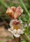 Einzelbild 7 Thymian-Würger - Orobanche alba
