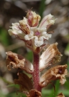 Einzelbild 8 Thymian-Würger - Orobanche alba