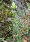 Einzelbild 7 Kamm-Wachtelweizen - Melampyrum cristatum