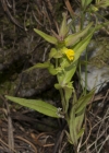 Einzelbild 5 Wald-Wachtelweizen - Melampyrum sylvaticum