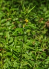 Einzelbild 8 Wald-Wachtelweizen - Melampyrum sylvaticum