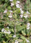Einzelbild 8 Wiesen-Augentrost - Euphrasia rostkoviana