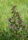 Einzelbild 6 Sumpf-Läusekraut - Pedicularis palustris