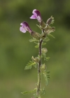 Einzelbild 7 Sumpf-Läusekraut - Pedicularis palustris