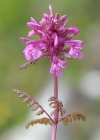 Einzelbild 5 Quirlblättriges Läusekraut - Pedicularis verticillata