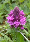 Einzelbild 6 Quirlblättriges Läusekraut - Pedicularis verticillata