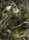 Einzelbild 7 Alpen-Fettblatt - Pinguicula alpina