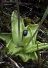 Einzelbild 5 Gemeines Fettblatt - Pinguicula vulgaris