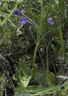 Einzelbild 6 Gemeines Fettblatt - Pinguicula vulgaris