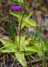 Einzelbild 7 Gemeines Fettblatt - Pinguicula vulgaris