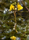 Einzelbild 5 Südlicher Wasserschlauch - Utricularia australis