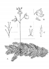 Einzelbild 6 Südlicher Wasserschlauch - Utricularia australis
