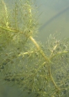 Einzelbild 7 Südlicher Wasserschlauch - Utricularia australis