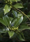 Einzelbild 5 Stechpalme - Ilex aquifolium
