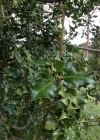 Einzelbild 6 Stechpalme - Ilex aquifolium