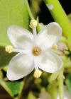 Einzelbild 7 Stechpalme - Ilex aquifolium
