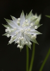 Einzelbild 5 Kleine Sterndolde - Astrantia minor