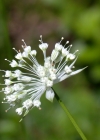 Einzelbild 6 Kleine Sterndolde - Astrantia minor