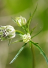 Einzelbild 7 Kleine Sterndolde - Astrantia minor