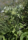 Einzelbild 5 Alpen-Mannstreu - Eryngium alpinum