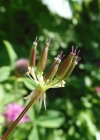 Einzelbild 6 Gewöhnlicher Gebirgs-Kälberkropf - Chaerophyllum hirsutum