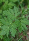 Einzelbild 7 Gewöhnlicher Gebirgs-Kälberkropf - Chaerophyllum hirsutum