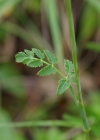 Einzelbild 5 Gewöhnliche Kleine Bibernelle - Pimpinella saxifraga