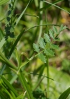 Einzelbild 6 Gewöhnliche Kleine Bibernelle - Pimpinella saxifraga