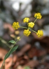 Einzelbild 6 Sichelblättriges Hasenohr - Bupleurum falcatum subsp. falcatum