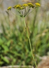 Einzelbild 6 Gewöhnliches Hahnenfuss-Hasenohr - Bupleurum ranunculoides subsp. ranunculoides