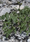 Einzelbild 5 Breitblättriges Laserkraut - Laserpitium latifolium