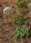Einzelbild 6 Breitblättriges Laserkraut - Laserpitium latifolium