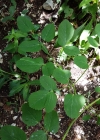 Einzelbild 7 Breitblättriges Laserkraut - Laserpitium latifolium