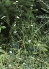 Einzelbild 7 Wald-Borstendolde - Torilis japonica