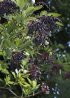 Einzelbild 6 Schwarzer Holunder - Sambucus nigra