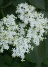 Einzelbild 7 Schwarzer Holunder - Sambucus nigra