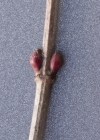 Einzelbild 5 Gemeiner Schneeball - Viburnum opulus