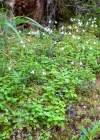 Einzelbild 6 Moosglöckchen - Linnaea borealis