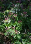Einzelbild 6 Garten-Geissblatt - Lonicera caprifolium