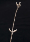 Einzelbild 5 Rote Heckenkirsche - Lonicera xylosteum