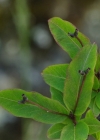 Einzelbild 7 Schwarze Heckenkirsche - Lonicera nigra