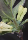 Einzelbild 5 Blaue Heckenkirsche - Lonicera caerulea