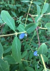 Einzelbild 6 Blaue Heckenkirsche - Lonicera caerulea