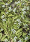 Einzelbild 5 Echter Ackersalat - Valerianella locusta