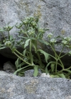 Einzelbild 7 Echter Ackersalat - Valerianella locusta