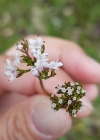 Einzelbild 5 Sumpf-Baldrian - Valeriana dioica
