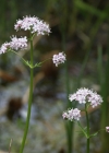 Einzelbild 6 Sumpf-Baldrian - Valeriana dioica