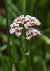 Einzelbild 7 Sumpf-Baldrian - Valeriana dioica